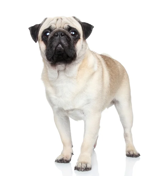 Pug dog on white background — Stock Photo, Image