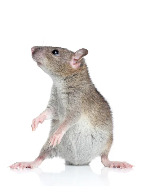 Крыса позирует на белом фоне — стоковое фото
