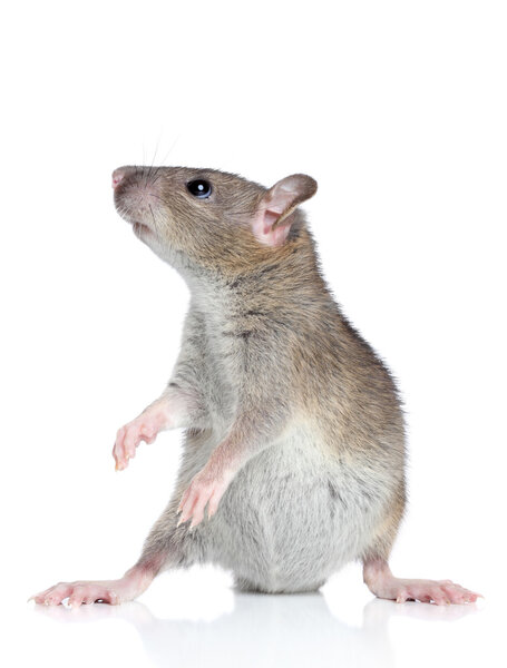 Rat posing on a white background