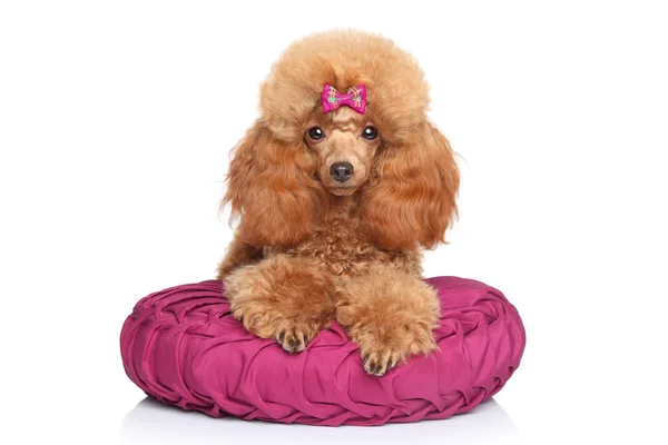 Brinquedo poodle cachorro deitado no travesseiro — Fotografia de Stock