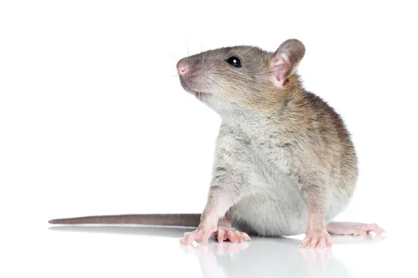 Rat op een witte achtergrond — Stockfoto