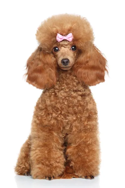 Brinquedo poodle filhote em um fundo branco — Fotografia de Stock