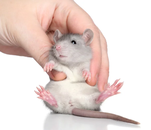 Rat on a white background — Stock Photo, Image