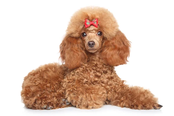 Brinquedo poodle filhote em um fundo branco — Fotografia de Stock