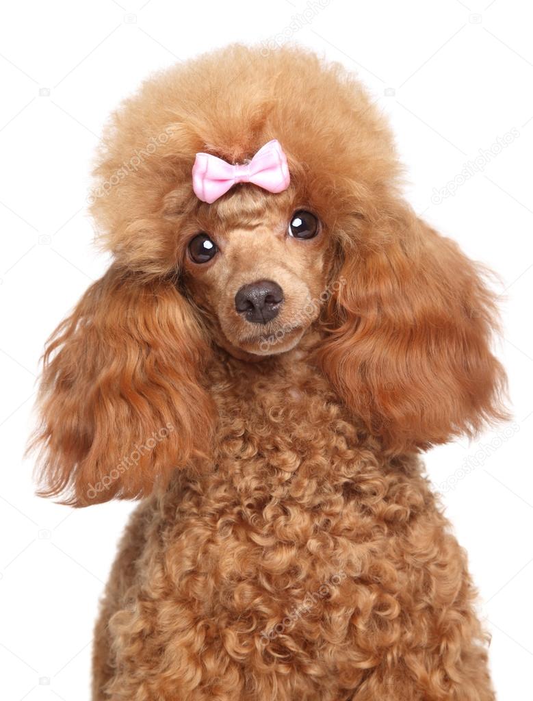 Toy poodle puppy close-up portrait