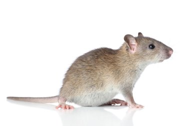 Rat on a white background clipart