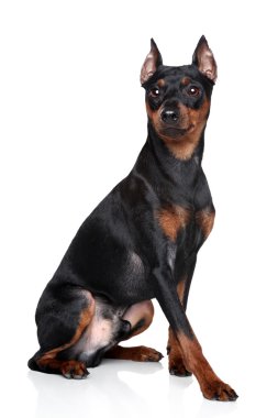 minyatür pinscher köpek