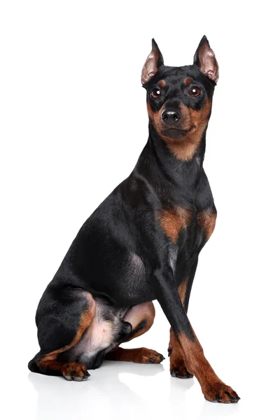 Minyatür pinscher köpek — Stok fotoğraf