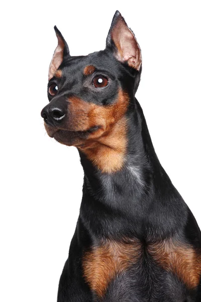 Zwergpinscherhund — Stockfoto