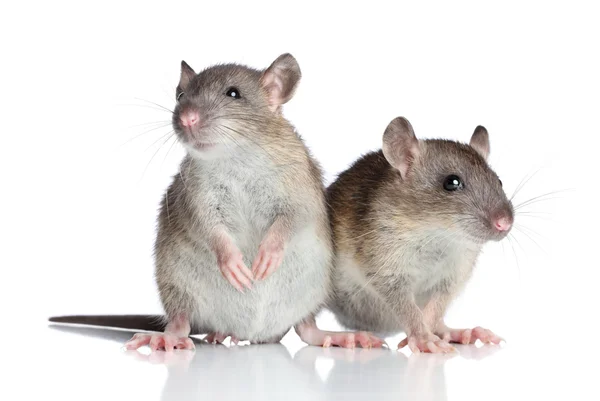 Ratten op witte achtergrond Stockfoto