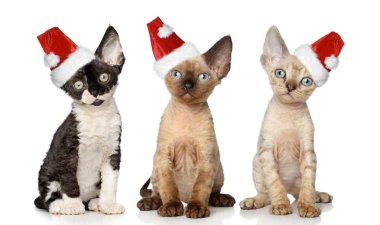 christmas kırmızı şapkalı kedi