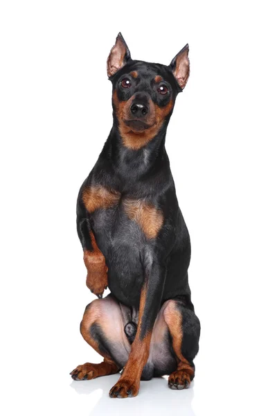 Minyatür pinscher köpek — Stok fotoğraf