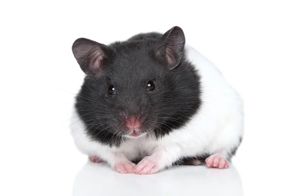 Hamster op een witte achtergrond — Stockfoto