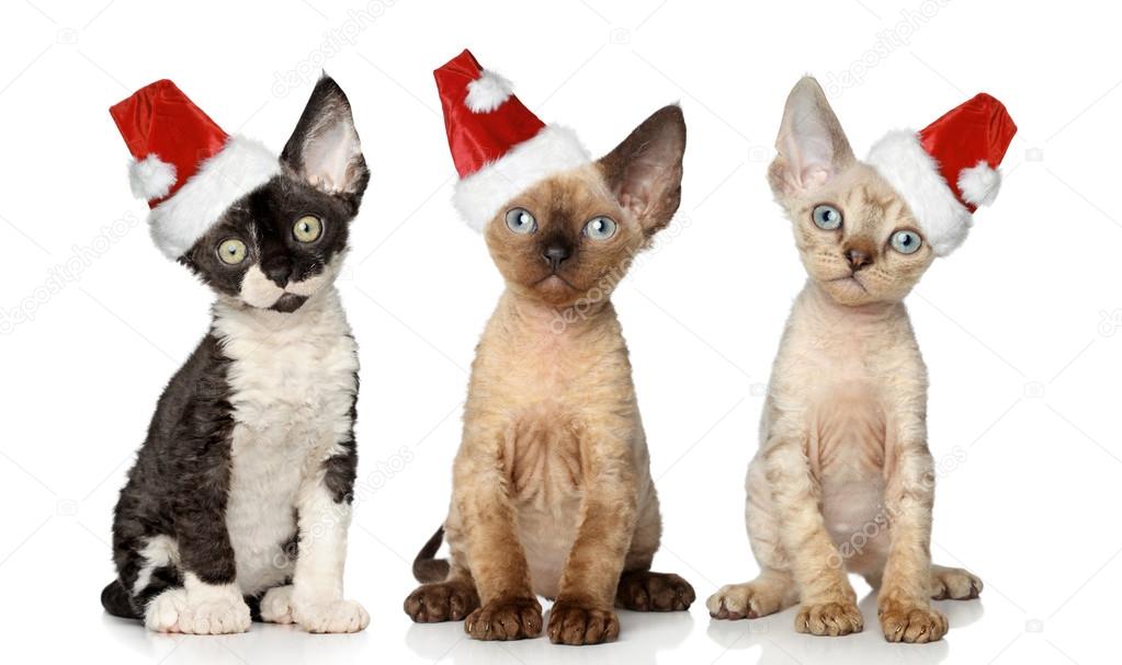 Cats in Christmas red hat