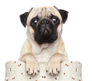 Pug in basket clipart