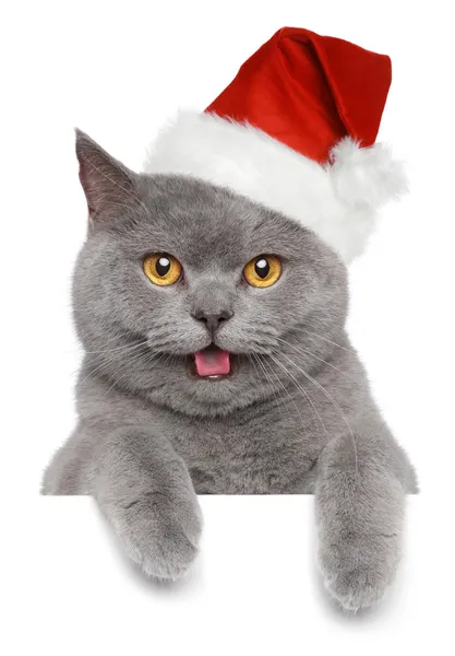 Britse kat in rode kerstmuts — Stockfoto