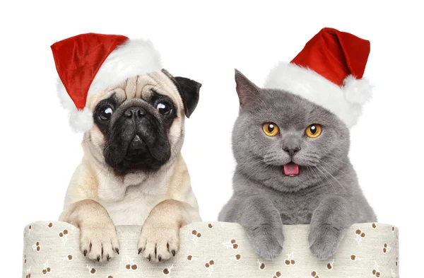 Hond en kat in rode kerstmuts Stockafbeelding