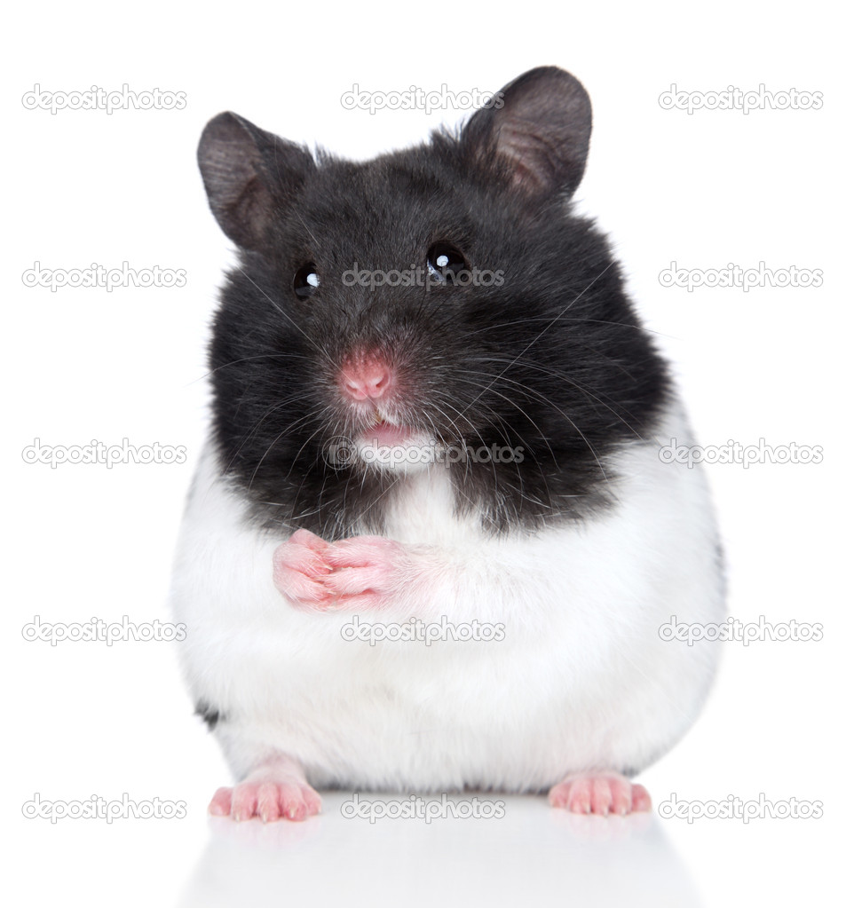 Hamster sits on white background