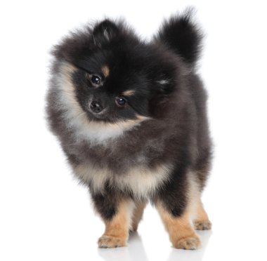 beyaz zemin üzerine minyatür spitz köpek yavrusu