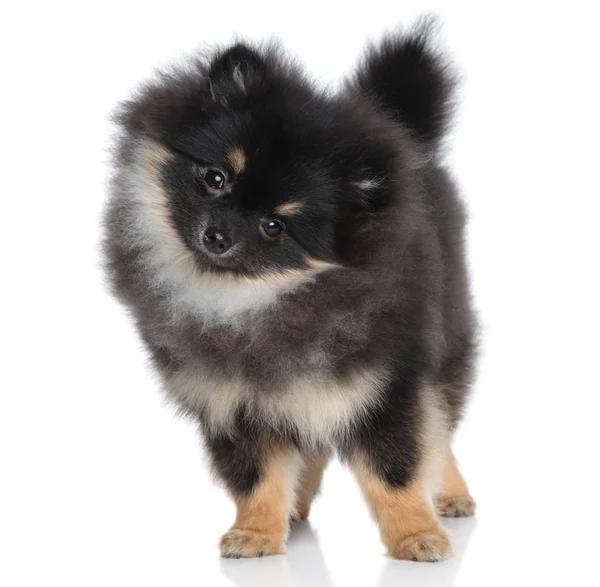 Miniature spitz puppy on white background — Stock Photo, Image