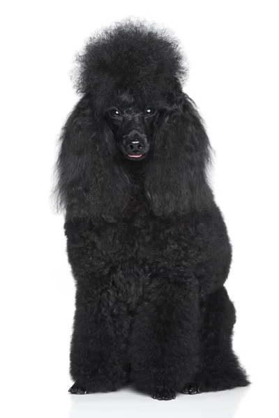 Black poodle on a white background — Stock Photo, Image