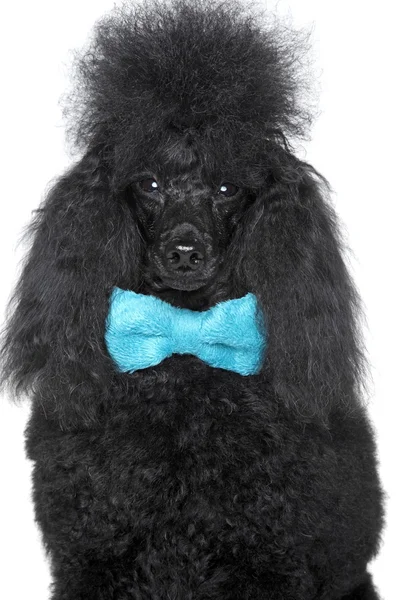 Beyaz zemin üzerine siyah fino köpeği portarit — Stok fotoğraf