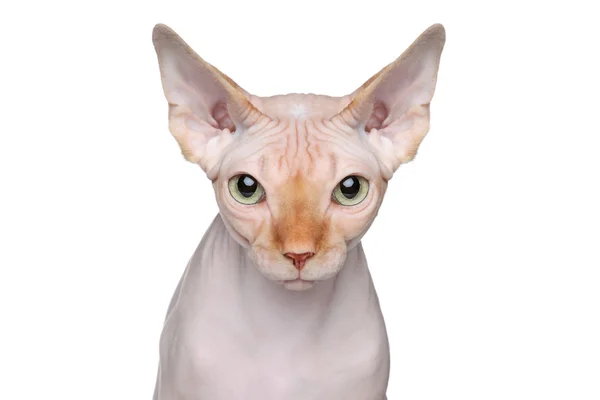 Портрет кошки сфинкса на белом фоне — стоковое фото