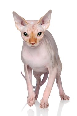Beyaz arkaplanda Sphynx kedisi