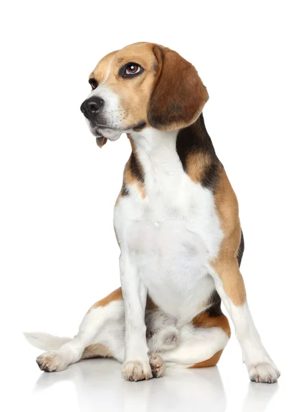 Beagle köpek beyaz zemin üzerine oturur. — Stok fotoğraf