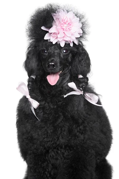 Miniature Poodle portrait — Stock Photo, Image