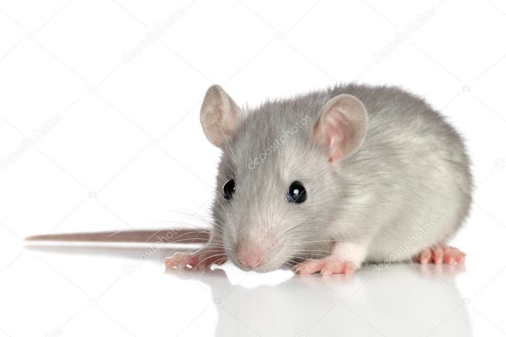 7 338 Baby Mouse Pictures Baby Mouse Stock Photos Images Depositphotos 7 338 Baby Mouse Pictures Baby Mouse Stock Photos Images Depositphotos