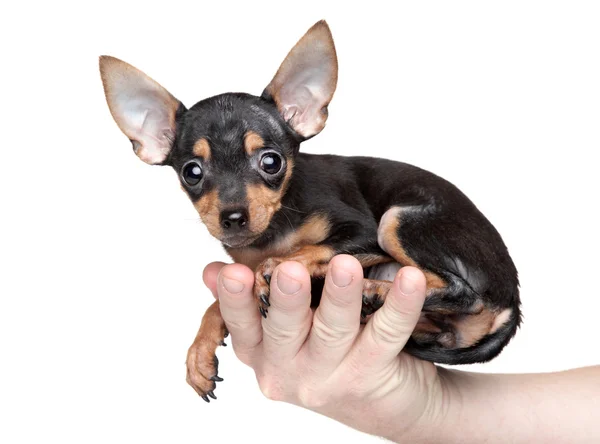 Toy Terrier na mão de um homem — Fotografia de Stock