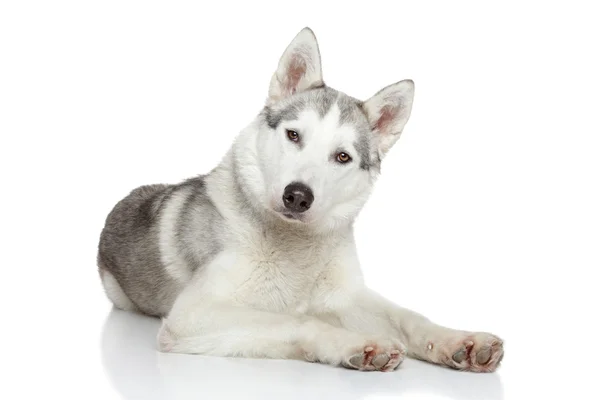 Siberian Husky resting — Stock Photo, Image