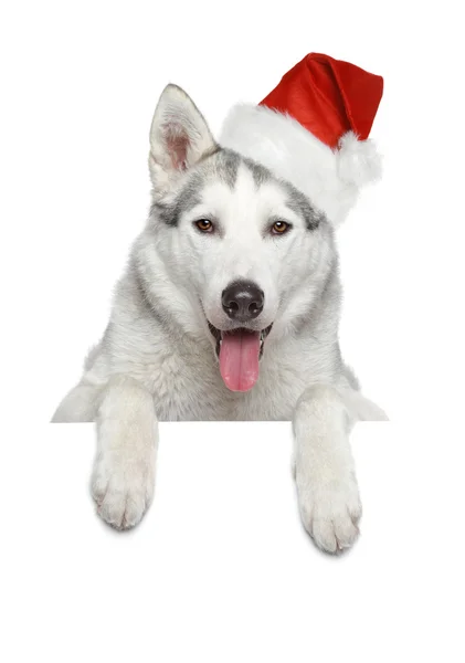 Husky perro en Santa sombrero rojo en la bandera — Foto de Stock