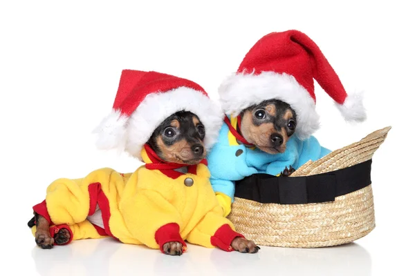 Brinquedo terrier cachorros em chapéus de Natal — Fotografia de Stock