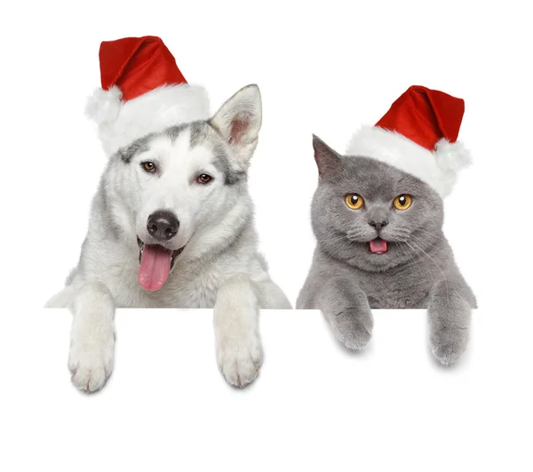 개와 빨간 산타 모자에 있는 고양이 스톡 사진
