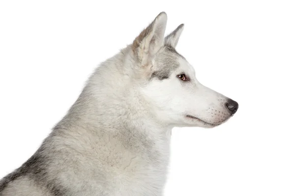 ハスキー犬のプロフィールの肖像画 — ストック写真