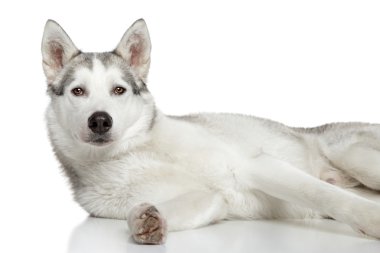 Sibirya husky beyaz zemin üzerine