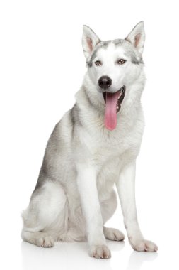 Sibirya husky beyaz zemin üzerine