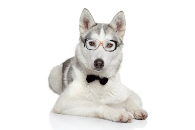 papyon beyaz zemin üzerine Sibirya husky köpek