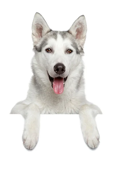 Feliz retrato de perro husky — Foto de Stock