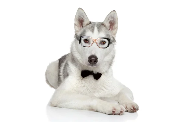 Siberian Husky dog in bow tie on white background — Stock Photo, Image