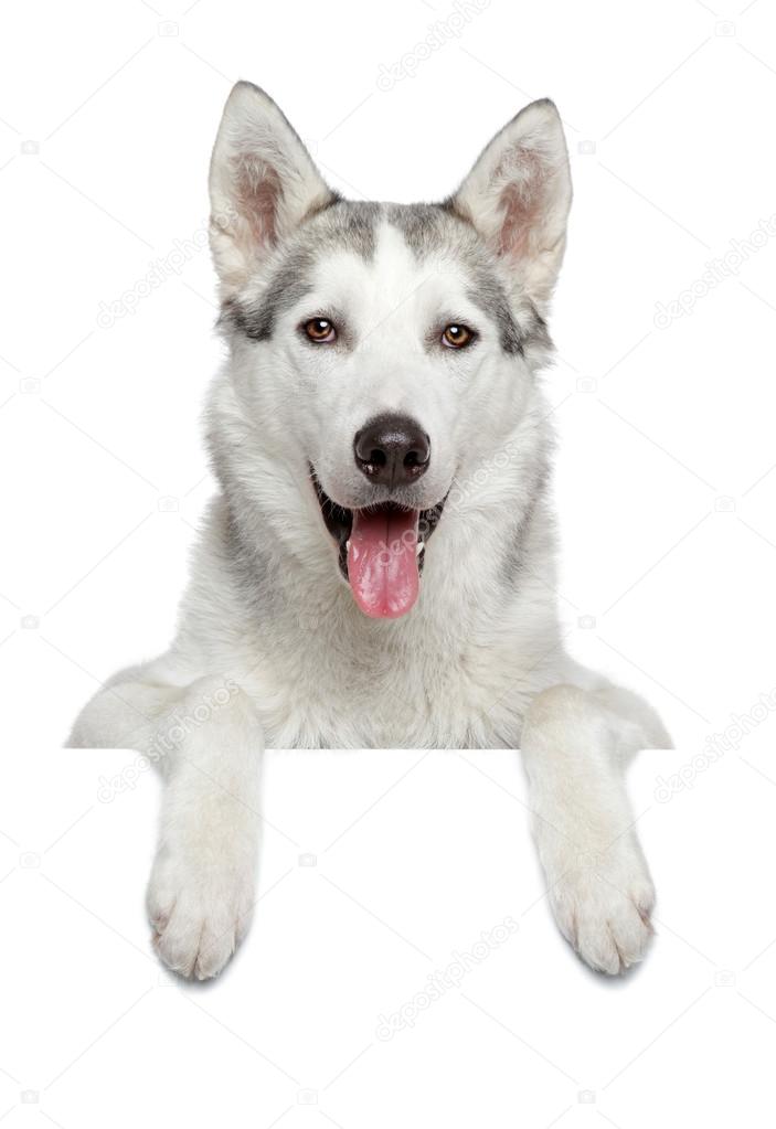 Happy husky dog portrait