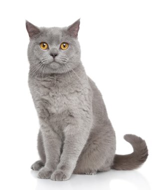 British Shorthair cat portrait clipart