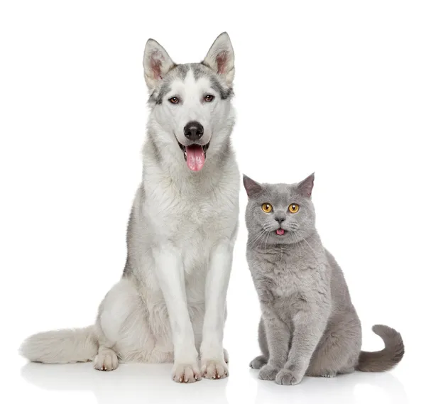 Kat en hond samen op een witte achtergrond — Stockfoto