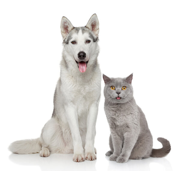 Gato y perro juntos sobre un fondo blanco — Foto de Stock