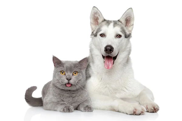 Kat en hond samen op een witte achtergrond Stockafbeelding