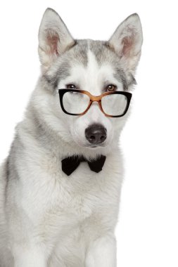 Sibirya husky köpek papyon ve beyaz zemin üzerine gözlük