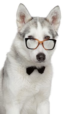 Siberian Husky dog in bow tie and glasses on white background clipart