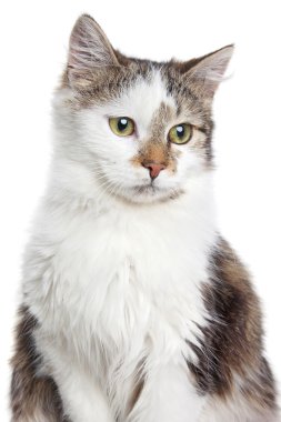 karışık breed yerli kedi